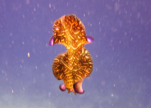 flatworm