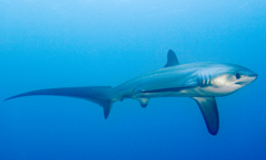 thresher-shark-malapascua-ka