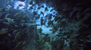 Screen Shot 2016-02-22 at 16.37.47